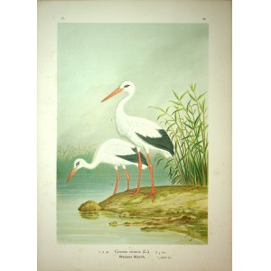 [PTAKI] NAUMANN - BOCIAN ,,CICONIA CICONIA`` Chromolitografia. Wym.40x29cm.