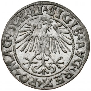 Zygmunt II August 1545-1572, Półgrosz 1548, Wilno.