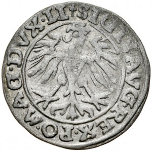 Zygmunt II August 1545-1572, Półgrosz 1557, Wilno. R.