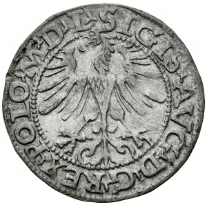 Zygmunt II August 1545-1572, Półgrosz 1565, Wilno. R. 1655 przestawienie cyfr daty.