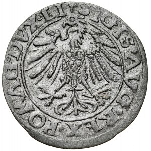Zygmunt II August 1545-1572, Półgrosz 1557, Wilno. R. LTIVA i listek