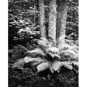 Pawel Piercinski, Ferns, ed. 2/2, from the series Fir Forest, 1964