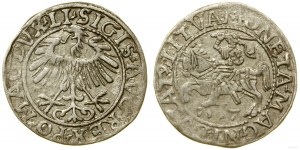 Pologne, demi-penny, 1557, Vilnius