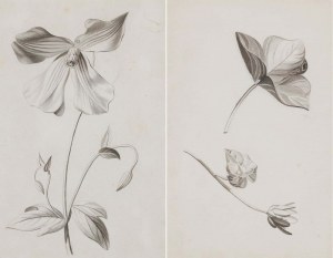 TWO STUDIES OF PLANTS, 18th / 19th century.