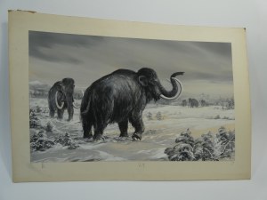 Adam Werka - Mammuts