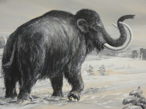 Adam Werka - Mammuts