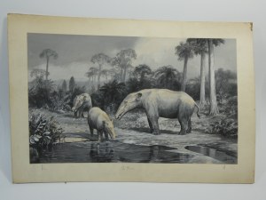 Adam Werka - Prehistoric Animals II