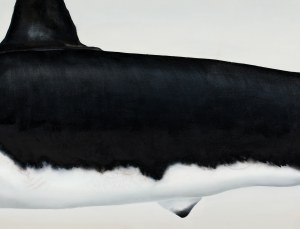 Dawid Czycz, Orka, 2015