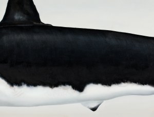 Dawid Czycz, Orca, 2015