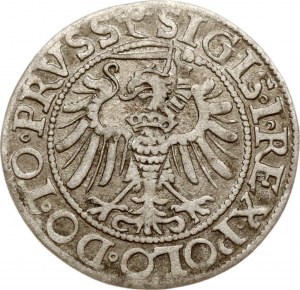 Polsko Grosz 1539 Elblag
