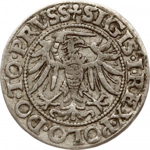 Polen Grosz 1539 Elblag