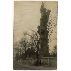Gidle - old oak tree by the church of St. Mary Magdalene (476).