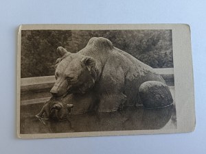 POSTCARD BYDGOSZCZ, FRAGMENT OF THE POTHOLE WATER FEATURE, PRE-WAR 1925, BEAR