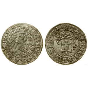 Polska, szeląg, 1546, Gdańsk