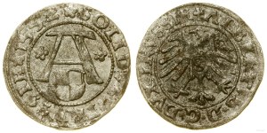 Prussia ducale (1525-1657), gommalacca, 1552, Königsberg