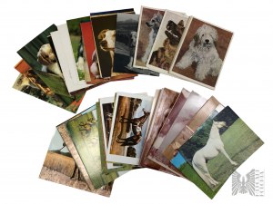 Collection of Postcards Dogs and Horses