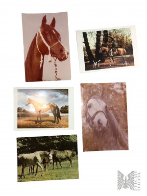 Collection of Postcards Dogs and Horses