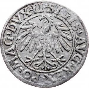 Poland, 1/2 Groschen / Półgrosz 1547, Vilnius