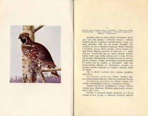 Rowan (Bonasia betulina). Hunting monograph, only edition of 1925