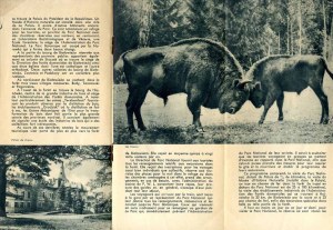 Bialowieza. Parc National Pologne, tourist folder in French. 1937