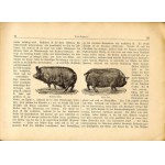 Seyfferth: Das Schwein, sein Bau, seine innern Organe 1898, świnia monografia