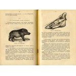 Jerzy Zakrzewski: Hodowla ogólna zwierząt gospodarskich dla wyższych studjów roln., 1923