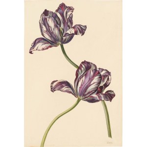 Andreas Lach zugeschrieben: Tulpenstudie