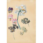Moritz Michael Daffinger: Blumenstudie mit Narzisse, Primeln und Hornveilchen
