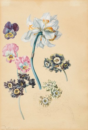 Moritz Michael Daffinger: Blumenstudie mit Narzisse, Primeln und Hornveilchen