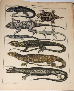 OKEN L.[orenz] - Allgemeine Naturgeschichte für alle Stände. Stuttgart 1843.