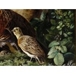 J. B. Schmid, 19th century, Quails