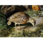 J. B. Schmid, 19th century, Quails