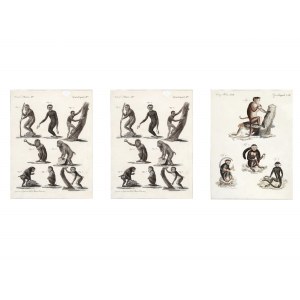3 selected engravings with monkey motifs, 18th century