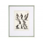 3 selected engravings with monkey motifs, 18th century