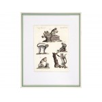 3 selected engravings with monkey motifs, 18th century