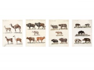 4 ausgewählte Stiche mit afrikanischen Wildtiermotiven, 18. Jahrhundert