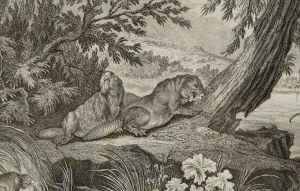 Johann Elias Ridinger (1698 - 1767 ), Bobry mają od 2 do 3 młodych (Die Biber haben 2. bis 3. Junge), 1735