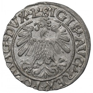 Sigismund II Augustus, Halfgroat 1559, Vilnius