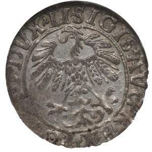 Sigismund II Augustus, Halfgroat 1558, Vilnius - NGC AU58