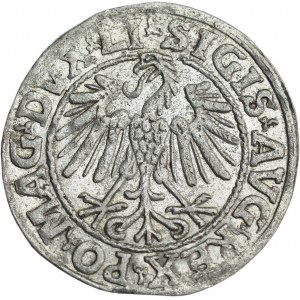 Sigismund II Augustus, Halbpfennig 1546, Wilna, LI/LITV - selten