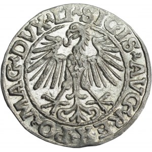 Sigismund II Augustus, Half-grosz 1548, Vilnius, LI/LITVA - beautiful