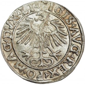Sigismund II Augustus, Half-grosz 1556, Vilnius, LI/LITVA - beautiful