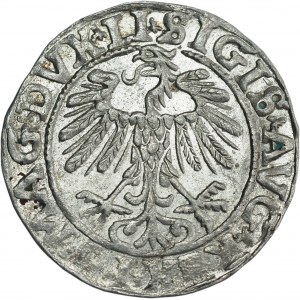 Zygmunt II August, Półgrosz 1557, Wilno, LI/LITVA - piękny