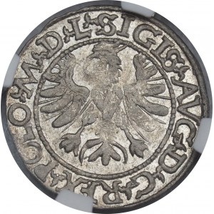 Zygmunt II August, Półgrosz 1566, Tykocin, duży Jastrzębiec, L/LIT - NGC MS62