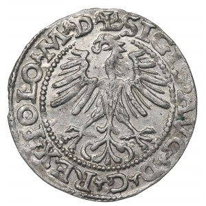 Sigismund II Augustus, Halfgroat 1564, Vilnius - L/LITV