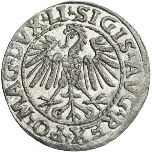 Sigismund II Augustus, Half-grosz 1547, Vilnius, LI/LITVA - EXCELLENT