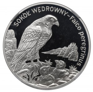 III RP, 20 Gold 2008 Peregrine Falcon - NGC PF68 Ultra Cameo