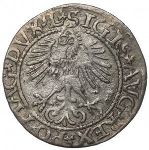 Sigismund II Augustus, Halfgroat 1565, Vilnius