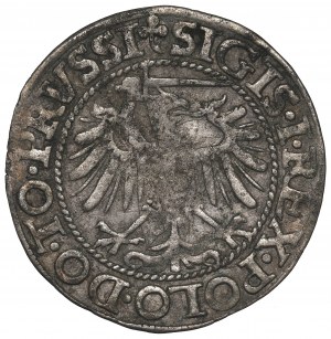 Sigismund I The Old, Groschen 1539, Elbing