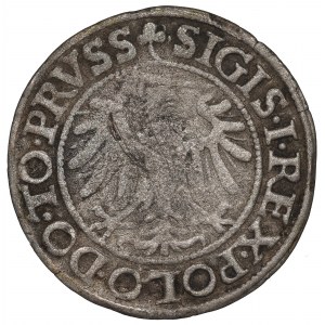 Sigismund I The Old, Groschen 1539, Elbing